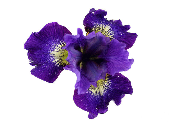  Coronation Anthem Siberian Iris 